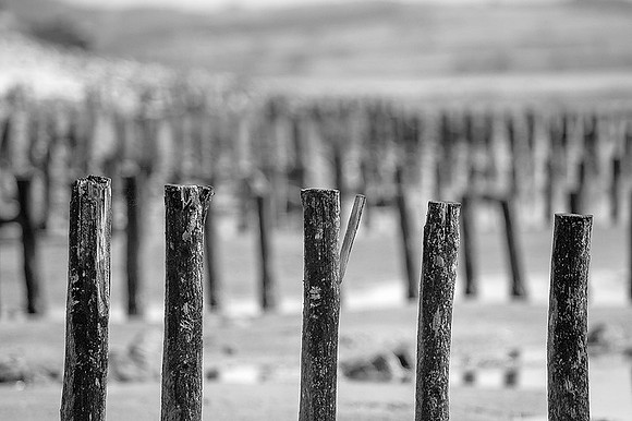 IMG_8946_BW